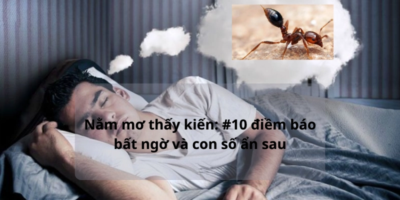 Nằm mơ thấy kiến: #10 điềm báo bất ngờ và con số ẩn sau